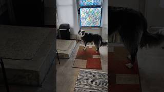 Watch how Zoey preps her paws before coming inside bordercollie [upl. by Elok285]