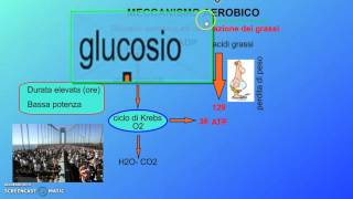 Il metabolismo nellesercizio fisico seconda parte [upl. by Bresee582]