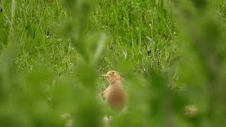 Upupa epops  abubilla  Eurasian Hoopoe [upl. by Premer]