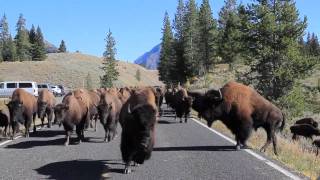 Bison Charge  Yellowstone National Park [upl. by Nad]