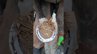 horse hoof foryou satisfying horsehoof horseshoe [upl. by Nosidda968]