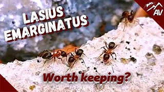 Lasius Emarginatus Ant Colony  Worth keeping [upl. by Adnolehs718]