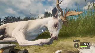 Trophy From the Grind Albino Fallow Deer theHunter Call of the Wild [upl. by Hort226]