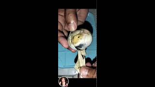 Balut egg embryo Philippines most known exotic food viral egg eggcooking [upl. by Aitam]