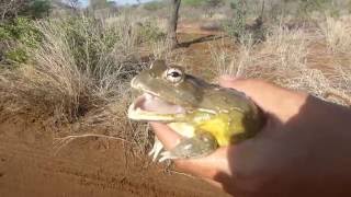 African bullfrog [upl. by Yoccm]