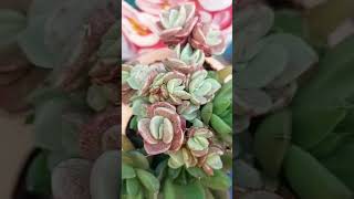 Echeveria Suyon nunca vi tão minúscula [upl. by Wetzel]