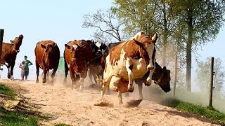 NEW Kosläpp Cows being Set Free in summer [upl. by Ayres]