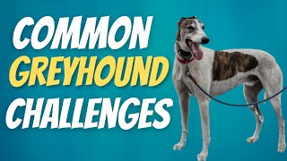 Common Greyhound Challenges [upl. by Strephonn]