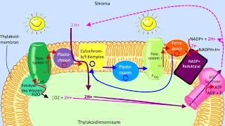 Lichtabhängige Reaktion Schritt für Schritt erklärt Lichtreaktion Fotosynthese Biologie Abitur [upl. by Eiggep]