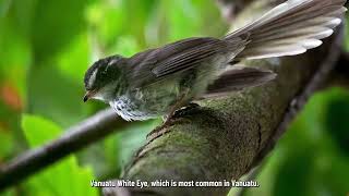 Vanuatu Birds BIORAP [upl. by Ytisahcal]