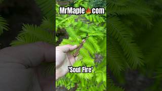 Metasequoia glyptostroboides Soul Fire Golden Dawn Redwood MrMaplecom dawnredwood gardening [upl. by Silera]