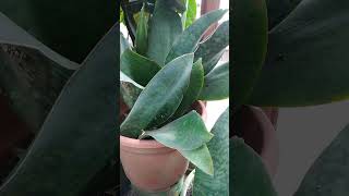 Whale Fin Sansevieria Snake Plants natureplants houseplant plantlove [upl. by Eustasius]