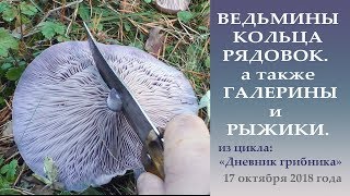 Ведьмины кольца рядовок а также Галерины и Рыжики Дневник грибник 17 октября 2018 года [upl. by Yesdnil]