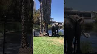 LA Brea Tar pits [upl. by Hsak887]