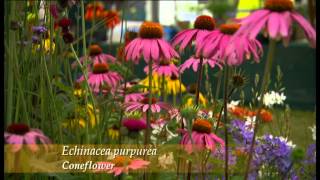 Brookfield Plants on BBC Hampton Court Palace Flower Show 2011 [upl. by Naveb423]