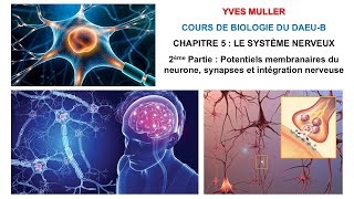 Chapitre 5  2ème Partie  Potentiels membranaires du neurone synapses et intégration nerveuse [upl. by Erodavlas]