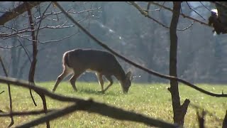 FULL INTERVIEW  PA Game Commission discusses round 3 antlerless deer licenses [upl. by Yekcor198]