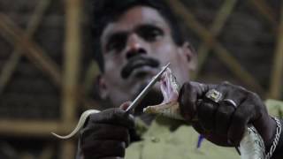 The snakecatching tribe saving lives in India [upl. by Tap231]