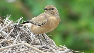 漠䳭Desert Wheatear [upl. by Carley]