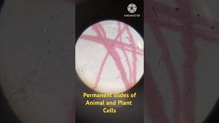 Permanent slides of Animal and Plant cells  Bone muscle stem and onion 🧅 cells😲 [upl. by Barrett85]