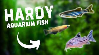 7 Hardy Aquarium Fish For Beginners [upl. by Joellen]