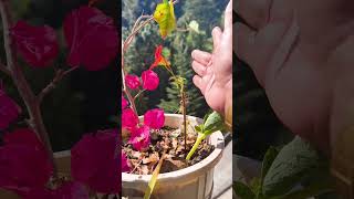 Tropaeolum Majus Flower Shortbalconygarden balconyflowers outdoorplants permanent Flower [upl. by Wynny410]