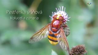 Volucella zonaria  Pestřenka sršňová [upl. by Allekim]