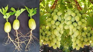 How to Grow a Seedless Green Grape Plant at Home Easy Method  SeedlessGrape Cultivation [upl. by Anirdnajela692]