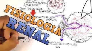 Fisiologia Renal  El Glomerulo Explicacion facil [upl. by Innavoeg]