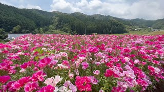 20220531 撮り頃です！ 山あいを彩る色鮮やかなゴデチアの花 その５ 〜愛媛県西予市～ [upl. by Ramahs479]