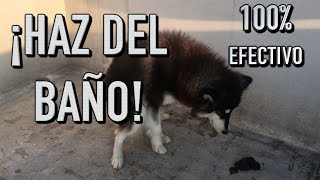 como entrenar UN PERRO a IR AL BAÑO donde quieras  MartGon [upl. by Thin]