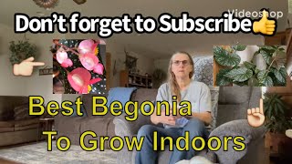 Best Begonia to Grow Indoors Update Angel Wing Lucerna Begonia Plant [upl. by Naelopan961]