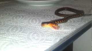 4 weeks old garter snake eating sardine [upl. by Placidia887]