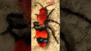 These Insects Can Kill You With A Sting  Deadliest Ants [upl. by Eliathan]