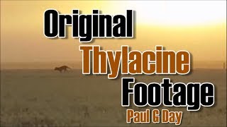 Original Thylacine Footage by Paul G Day [upl. by Seugirdor237]