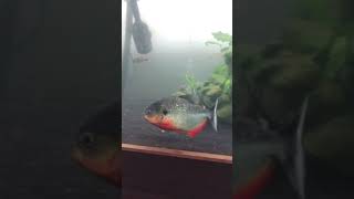 Piranha caribe with exodon buck tooth tetra [upl. by Pru160]