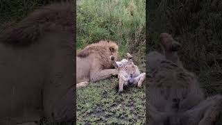 Loin an stoppableanimallover youtubeshorts wildlife trendingshorts viralvideo [upl. by Chicoine107]