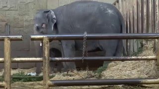 Edgar das kleine Rüsselchen aus dem Tierpark Berlin 17 01 2016 [upl. by Del573]