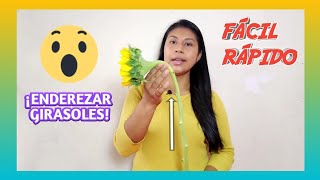 Cómo ENDEREZAR GIRASOLES 🌻 ¡FÁCIL Y RÁPIDO 🤯 Tutorial [upl. by Gerhan]