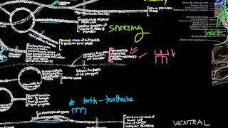 CN V  Trigeminal nerve anatomy and clinical aspects [upl. by Amsirak]