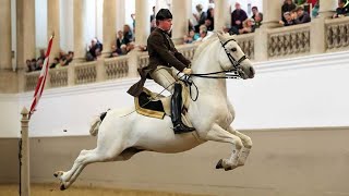 Lipizzaners The Ballerinas of the Horse World [upl. by Radnaskela]