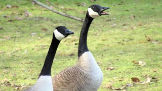 Canada Geese HONKING ANGRY Get into Fight with Flock [upl. by Ann-Marie]