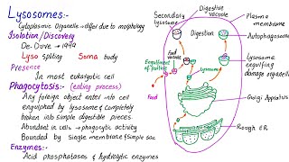 Lysosomes structure and function  class 11 [upl. by Nagaer]