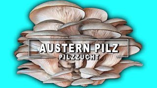 Austernpilze züchten und Vermehren auf Stroh  Pilzzucht zu Hause [upl. by Aleek]