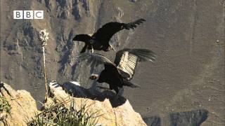 Earthflight Winged Planet  Condor Flight School Narrated by David Tennant [upl. by Chessy454]