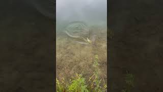 Big Bass Gordy  Michigan Lake Slayer  MichiganGreatOutdoors michiganfishingnationtv [upl. by Astrea]