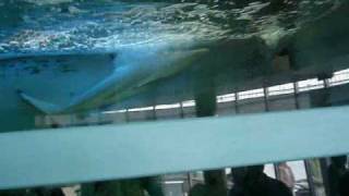 oceanarium rekiny Gdynia [upl. by Eey]