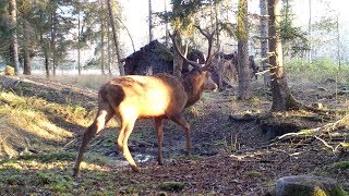 Vie sauvage de cerfs biches et sangliers au piège photo  1080p 60fps [upl. by Mikkel]