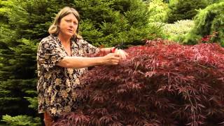 How to Prune Japanese Maples  Instructional Video w Plant Amnesty [upl. by Anerrol505]