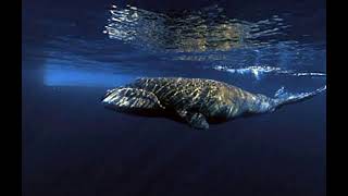 bowhead whale [upl. by Liris]